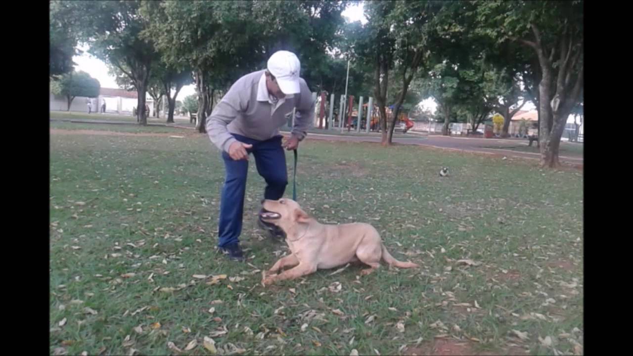 Eduardo adestrador de cães bataguassu – ms