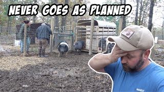 HOW TO LOAD HOGS IN A TRAILER