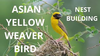 asian yellow weaver and nest building thailand #birding #birds #thailand #weaverbird