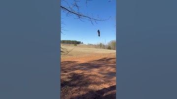 Arrma Vendetta 3s #rc #arrma #vendetta #shorts