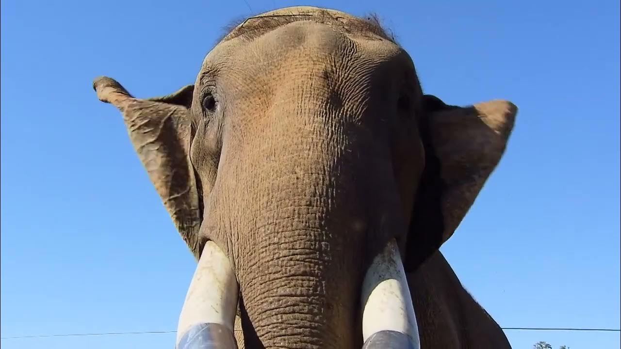 Elephant Sanctuary Outdoors YouTube