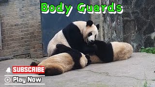 Panda Mom Has Its Own Body Guards  | Ipanda