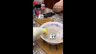 有夠皮！玄鳳鸚鵡張嘴想偷吃花生湯XD｜#寵物雲 #shorts