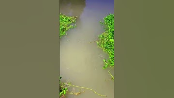 Câu cá diếc, cá chép với dây trục sẵn phao hạt siêu nhạy🎣🔥#21 #fish #fishing #fishinglife #shorts