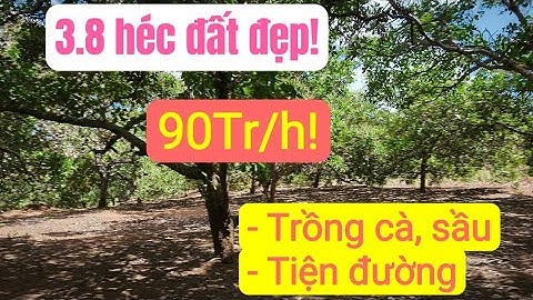 Bán đất trồng cà phê sầu riêng giá rẻ, bất động sản đất vườn