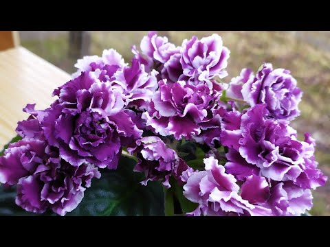 Video: Violet DS-Zile E Ndritshme (18 Foto): Përshkrimi I Varietetit Të Saintpaulia, Kultivimi