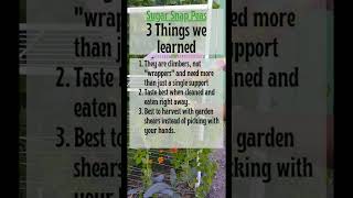 3 SIMPLE Tips for Growing Sugar Snap Peas #zone10