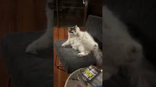 Coco Belle The Little Lion