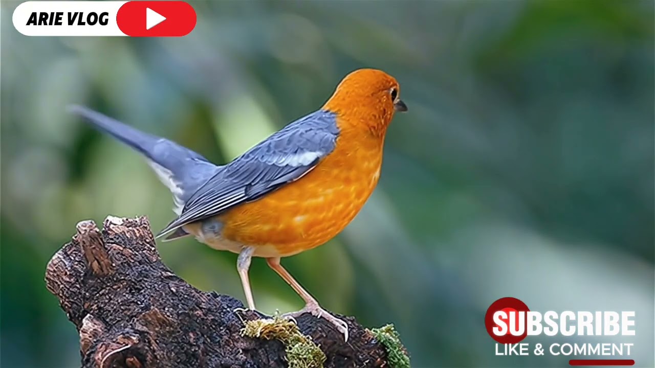 Masteran Anis merah isian full Ngeplong teler #burung #burungkicau #kicaumania #kicau #masteran 