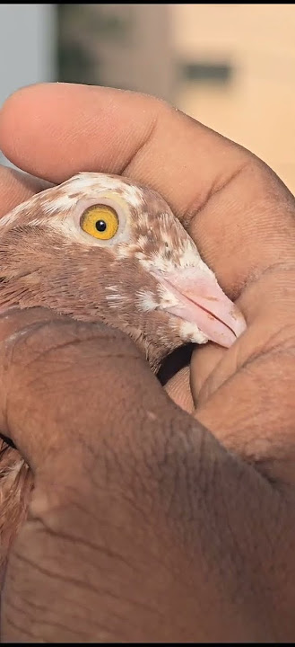 Top quality Gerva female for sale contact:7483940120 #animeedit #music #cyberpunk2077 #onepunchman