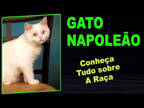 Vídeo: Peterbald