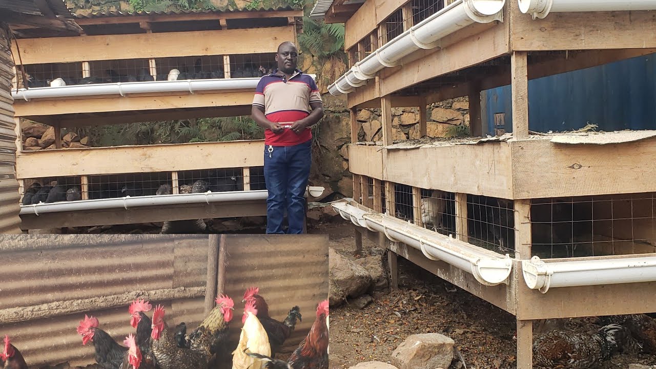 Local Cages How A Professional Teacher Turned Into Local Poultry Farming In The ...