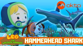 Baby HAMMERHEAD SHARKS must leave NOW! | Leo the Wildlife Ranger Spinoff S4E09 | @mediacorpokto
