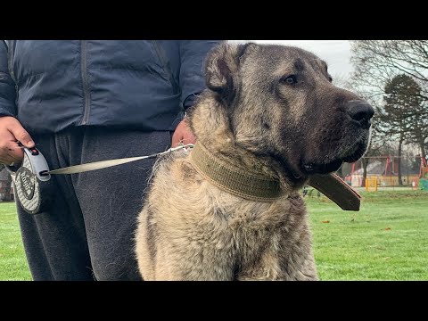 Baron The Dominant - Most Powerful Breed In The World #kangal #mashallah