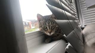 Happy cat melts into the windowsill as she looks for birds