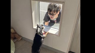 チワワ兄妹のトリミング密着日記。
