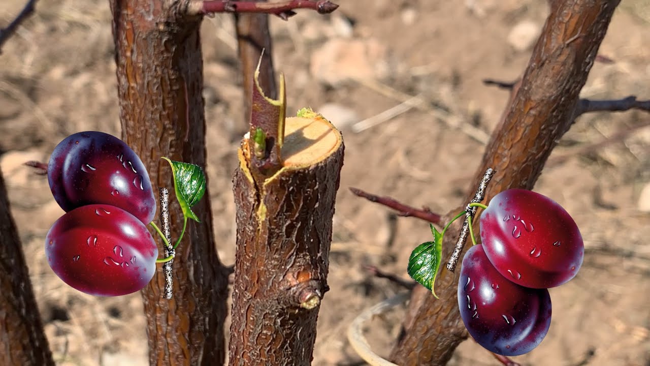 موتربەی هەڵوژە graft plum التطعيم زراعة graft tree #grafting #التطعيم #موتربه #rahelaziz #plants