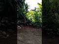 Motivasi hidup||sad story #motivasi #shorts #short #motivation #kampung #nature #trending #pedesaan