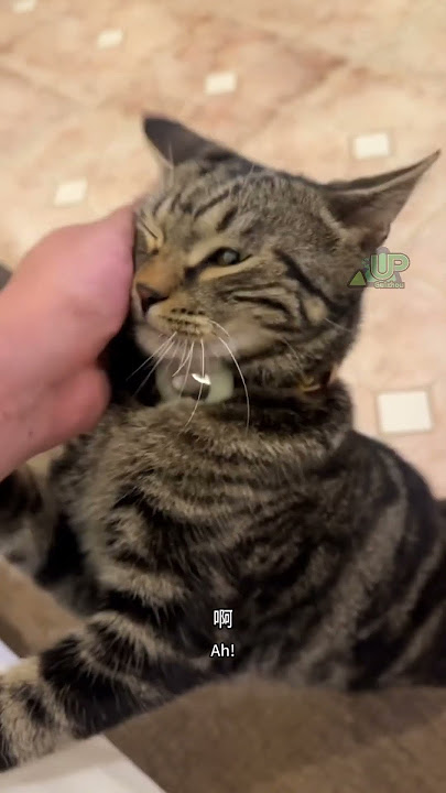 Chinese Li Hua Cat Travels the World - Philippines EpisodeNetizens: 'So jealous!' #LiHuaCat