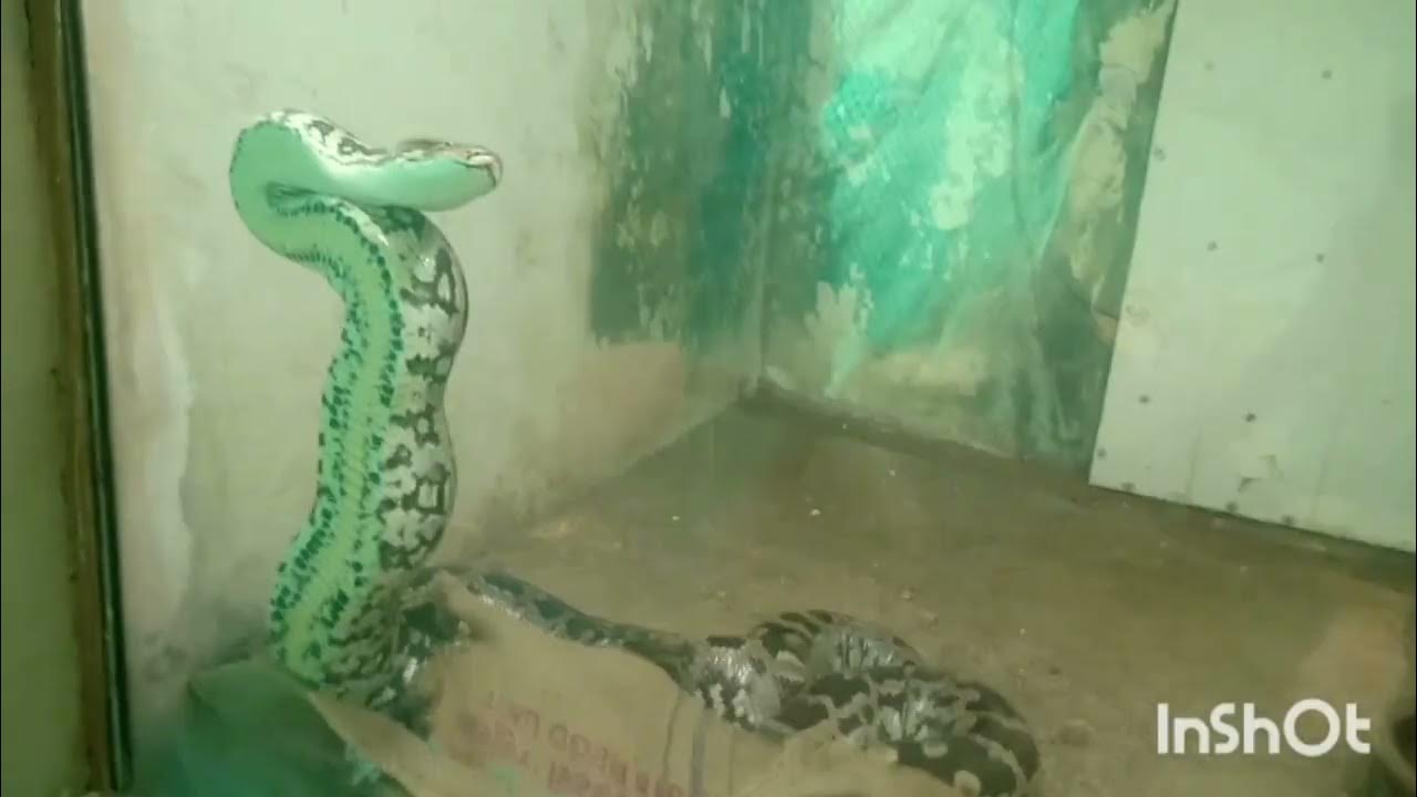 INDIAN ROCK PYTHON : Why do snakes stand upright? - YouTube