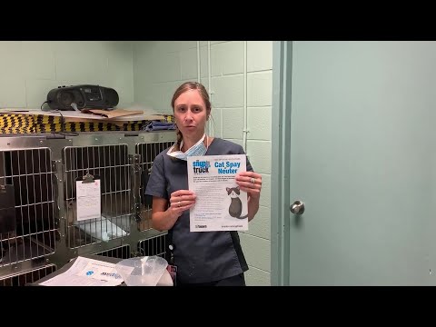 Video: Post-Op Care For Cat Spays And Neuters