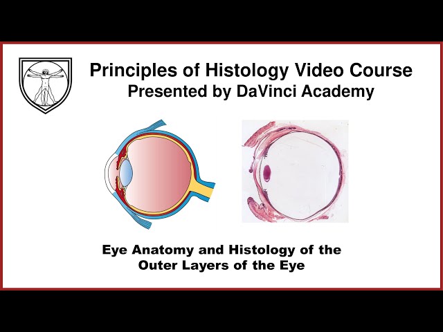 Eye Anatomy and Histology of the Outer Layers of the Eye  [Special Senses Histology Part 1 of 4] class=