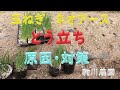 玉ねぎ栽培　ネオアース　とう立ちの原因と対策　玉ねぎのとう立ち防ぎ方　目指せ100品目　邑南町　駒川農園　21.11.9