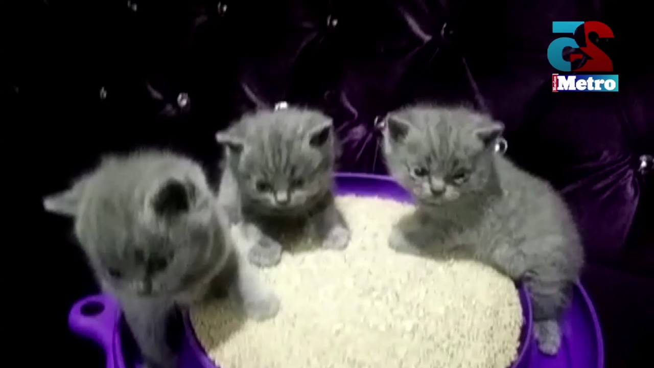 #meowtime - 3 ekor kucing jenis British Shorthair