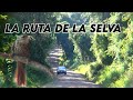 La RUTA de la SELVA / THE JUNGLE ROUTE *  Aves entre Yerbales y Palmitos