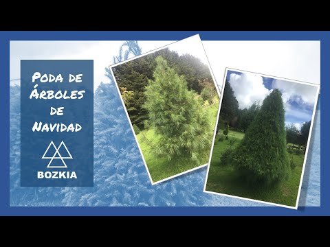 Video: Cómo Cortar Un árbol De Navidad