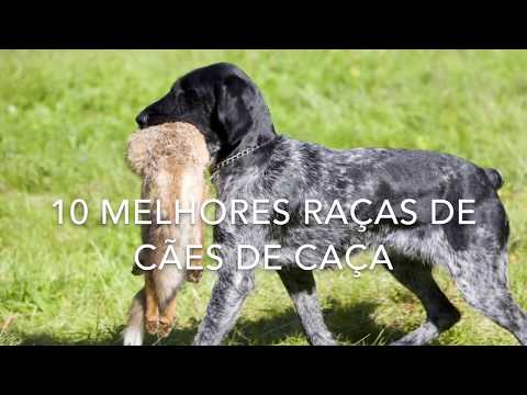 Vídeo: Raça De Cães De Caça De Ibizan Hipoalergênica, Saúde E Longevidade