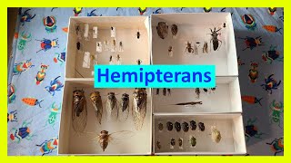 The Families of True Bugs