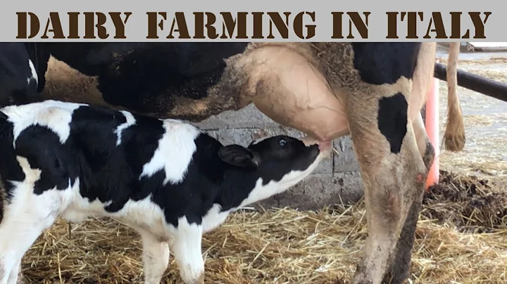 Newborn Calf’s First Feeding of Mother’s Milk