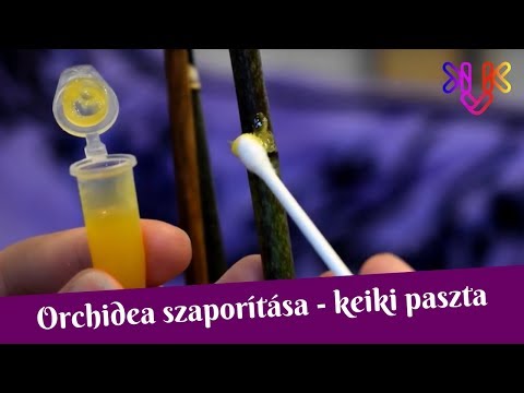 Videó: Citokinin paszta orchideákhoz. Citokinin paszta készítése és felhasználása
