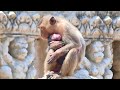 Young mother monkey ary take care of baby newborn