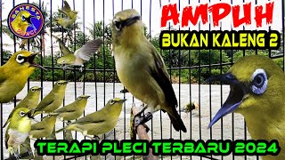 Terapi Pleci paling Ampuh Agar Buka Paruh, Terapi Pleci Terbaru 2024 mengatasi macet Bunyi #pleci