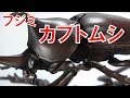 【自由研究シリーズ】夏休みの工作にいかが？　カブトムシのプラモデル