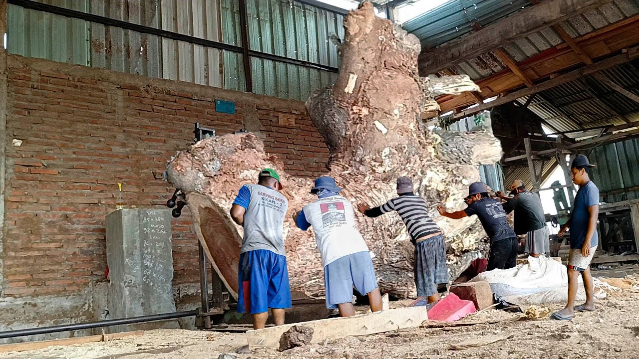 Kayu trembesi buruk rupa !! digergaji bahan meja resin terjual ratusan juta I Sawmill