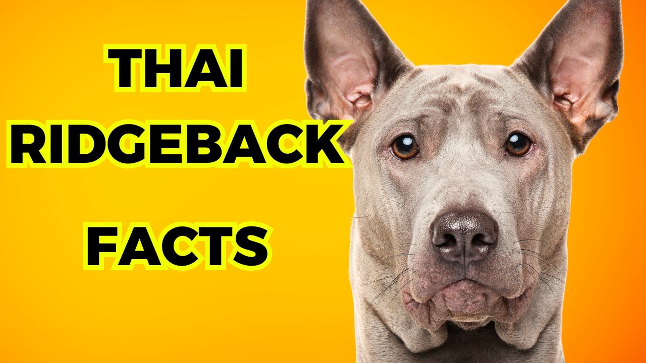 Thai Ridgeback - Top 10 Interesting Facts