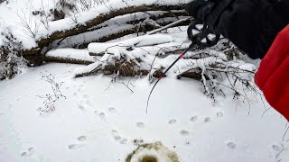 ЗАЛЕЗ ПОД ПОВАЛЕНОЕ ДЕРЕВО с БАЛАНСИРОМ, СРАЗУ УДАРЫ. Рыбалка на реке зимой 2023