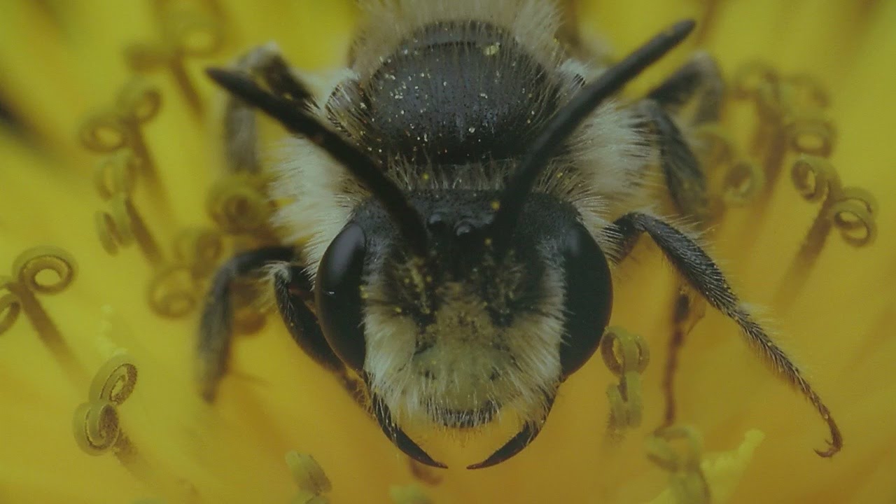 bees-endangered-status-halts-metro-road-construction-youtube