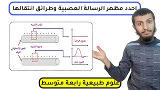 أحدد مظهر الرسائل العصبية وطرائق انتقالها رابعة متوسط علوم طبيعية | الدرس 15