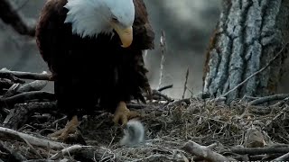 Decorah Eagles~Little one  would you like dinner? Mom, we could try😁 ~ 2023\/04\/11