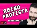 REINO PROTISTA - PROTOCTISTA - PROTOZOÁRIOS Aula | Biologia com Samuel Cunha