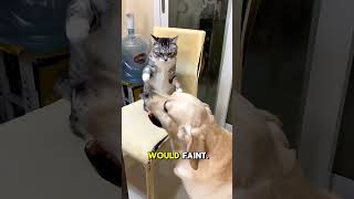 WHEN CATS AND DOGS MEET, THIS IS WHAT HAPPENS #cat #dog #funny
