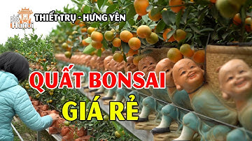 Quất Bonsai Nhỏ Chơi Tết 2024 Giá Rẻ Tại Thủ Phủ Giống Quất Thiết Trụ Hưng Yên #hnp