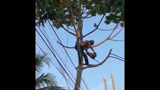 A Highly Hazardous Situation❗Felling a Tree Among Power Cables❗