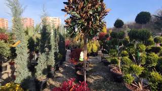 : Pepiniera plante amenajari gradini, amenajare spatii verzi realizare site cu platforma www.BRYO.com