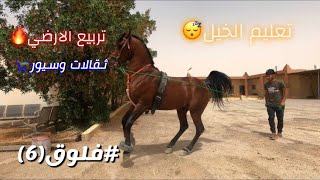 #فلوق (6) تعليم الحصان على تربيع الارضي (سيور)✅