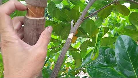 Cây giống | Chuẩn bị mắt ghép (bo ghép) mít siêu sớm